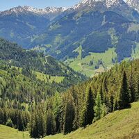 Forststraße ins Tal