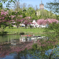 Die Schwanenburg in Kleve zur Kirschblüte