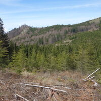 Übergang zum Pelletriedel