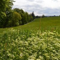 Offene Landschaften und saftige Wiesen tun sich zwischen den Ortsteilen Rotensol und Neusatz auf