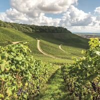 Blick über die Brackenheimer Weinberge