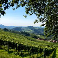 Blick ins Weinland