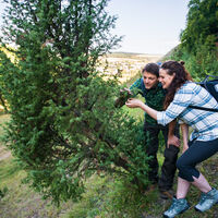 Wacholder im Diemeltal