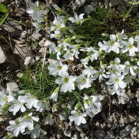 Flora: