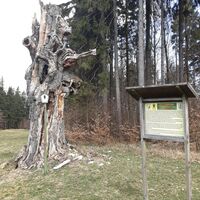 Alte Schillerbuche am Rennsteig