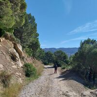 PANORAMABLICK AUF DEN WEG DER ALEPPO-KIEFERN AM TRESINO
