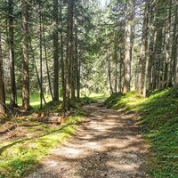 Waldweg Neuleutasch nach Wildmoos