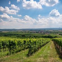 Blick auf Göttlesbrunn