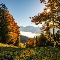 Goldener Herbst in Oberstaufen