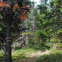 Hochalm aus dem Utschgraben über Eisenpass und Herrenkogel