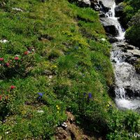 Im Frühsommer schmücken sich die Wiesen mit dem schönsten Blumenschmuck – nicht umsonst ist der Mohar auch als Blumenberg berühmt.