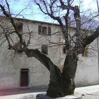 Eine alte Linde