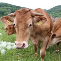 Limpurger Rinder, Jagsttal bei Mulfingen