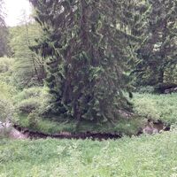 Tanne am Bachlauf am U1