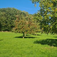 Herbst am Streuobstweg