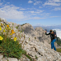 Gelber Alpenmohn beim Zustieg