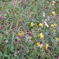 Flora