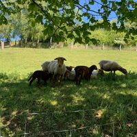 Schafe auf der Weide