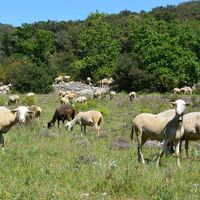 Moutons Viols le Fort@ Gilles Delerue
