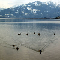 Das Entengeschwader am Zeller See nimmt Kurs auf eine potentielle Futterstelle.