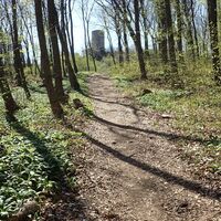 Am Weg zur Wilhelmswarte am Anninger