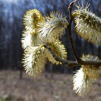 Weidlingbach - Steinriegl – Windischhütte