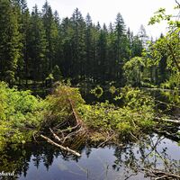 Einer der Höhepunkte des Weges ist das Kachlmoor - Lebensraum von vielen tausend Amphibien, inmitten eines geheimnisvoll verwunschenen Bergsturzwaldes.