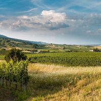 Weinlandschaft