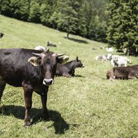 Kühe weiden auf den Wiesen der Malga Nambi