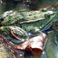 Ohrdruf Wasserfrosch am Rasenteich
