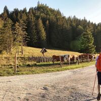 Erreicht, den Übergang auf der Mellingalm