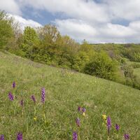 Orchideengebiet Gersheim