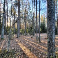 Camping ist auf dem Campingplatz Komionlampien erlaubt, der 3,5 Kilometer zu Fuß von Luutasa entfernt ist.