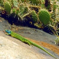 Smaragdeidechse im Naturreservat Follatères