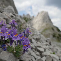 Alpen-Leinkraut schmückt das steinige Kar