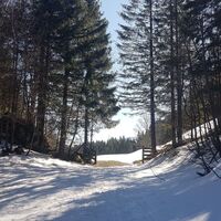 Übergang Wald - Wiese