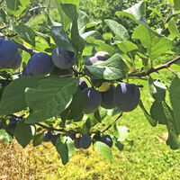 Obstplantagen im Renchtal