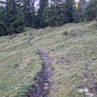Hier der Pfad ab dem Rauchälpele leicht Hangaufwärts, ab hier wieder gut markiert
