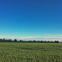 Blick über die Felder im Rheintal