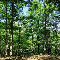 Nationalpark Kellerwald-Edersee - Ringelsberg-Route (UNESCO Weltnaturerbe)