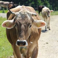 Schumpen auf dem Weg zur Gundhütte