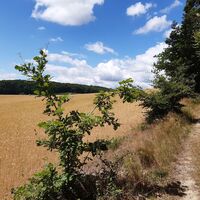 Blauer Hödeken