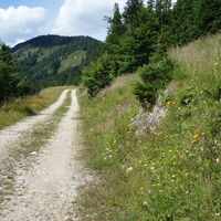 auf der Forststraße