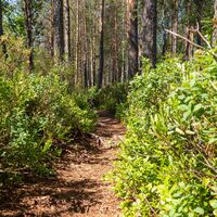 Waldweg