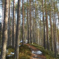 Der Eskergrad am Sininen Polku
