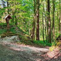 Die Kreuzung von Waldwegen