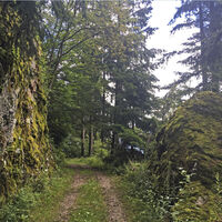 Waldweg