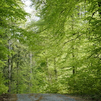 Waldwegabschnitt Prälatenweg