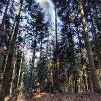 Duftender Wald rund um Alzenberg