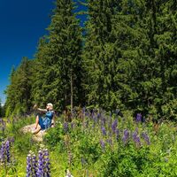 Junge blonde Frau sitzt in der  lila-blauen Lupinenwiese